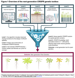 シロイヌナズナの重複遺伝子ファミリーを標的とするマルチプレックス・組織特異的CRISPRツールボックスの開発と利用