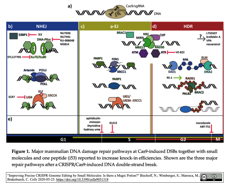 Crispr Cas9 Hdrを介してvegfノックイン カシミアヤギを樹立 Crisp Bio Crispr Cas9 Hdrを介してvegfノックイン カシミアヤギを樹立 Crisp Bio