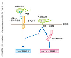 [レビュー] CRISPR-Cas9技術による病害抵抗性植物の作出