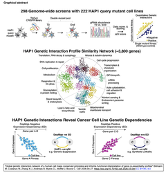 Global genetic interaction network GA