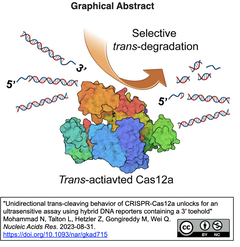 Cas12aのトランス切断の挙動を明らかにし、超高感度なバイオセンサーを実現するハイブリッドDNAレポータを開発