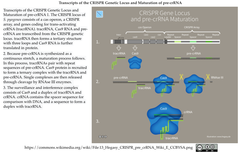 CRISPR 2