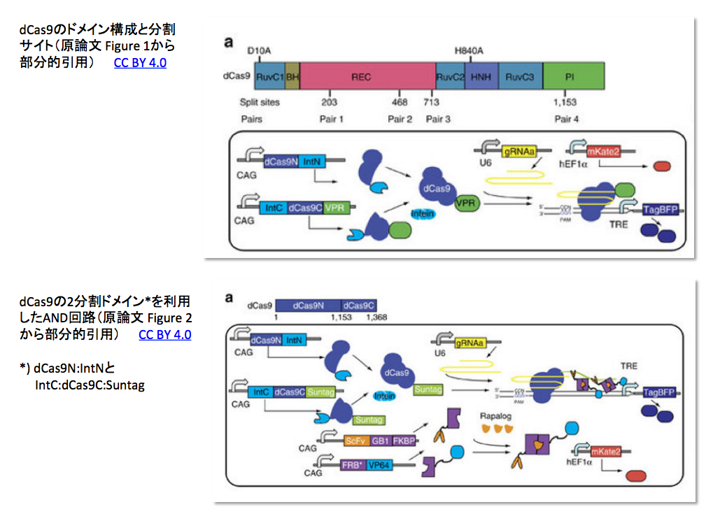 Crispr関連文献メモ 16 10 09 8件 Crisp Bio Crispr関連文献メモ 16 10 09 8件 Crisp Bio