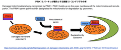 PINK1とパーキンが標的とする損傷ミトコンドリアの分解