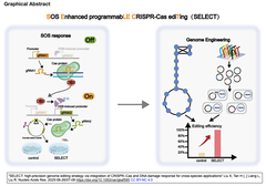 SELECT：CRISPR-CasシステムにDNA損傷応答システムを統合することで, 高汎用性で高精度なゲノム編集戦略を実装