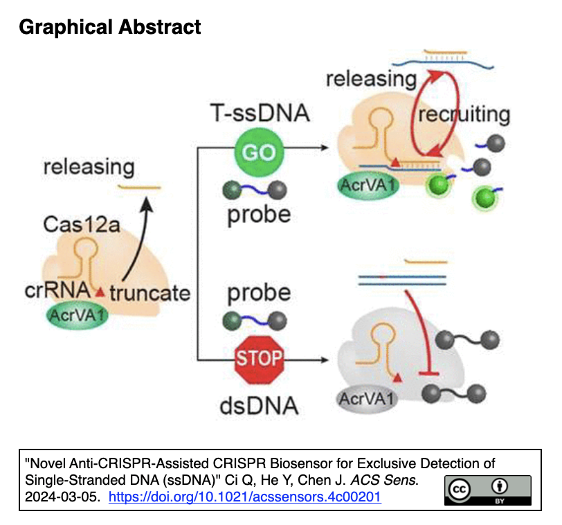 [20240516更新] CRISPR-Casバイオセンサーの広がり (6) : crisp_bio