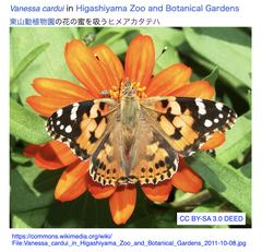 Vanessa cardui