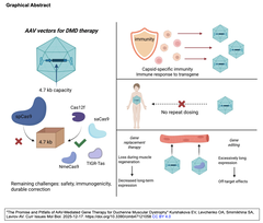 [レビュー] デュシェンヌ型筋ジストロフィー (DMD) に対するAAVを介した遺伝子治療の期待と落とし穴