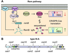 セラチア菌においてRSM (Csr)転写後制御経路が，複数のCRISPR-Cas適応免疫系を協調制御する