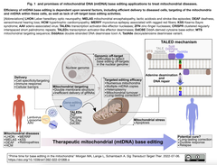 mtDNA