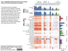 ヒトゲノム上でCRISPR-Casによる編集の対象になりやすい領域とヒトの複雑形質 (complex traits) が相関する