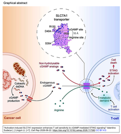 Activation-induced SLC7A1
