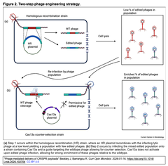 [レビュー] CRISPR-Casシステムをファージで送達する (参考文献54件を含む9頁)