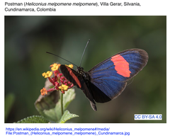 Heliconius melpomene