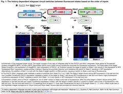 history-dependent integrase 1