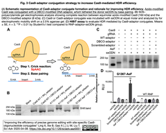 HDR効率向上: Cas9特定サイトにオリゴヌクレオチドを結合、標的部位でのドナーssODNの高濃度化を実現