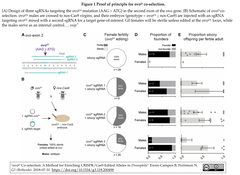 Co-selection法によりCRISPR/Cas9編集が誘導されたショウジョウバエを効率よくエンリッチ