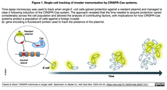 sc-tracking CRISPR
