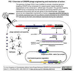 CRISPR phage engineering