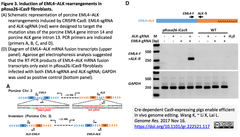 Cre-dependent Cas9 pig 3