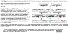 CTCF loop 1