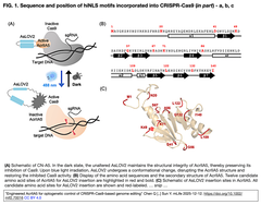 CRISPR-Cas9 GEの光遺伝学的制御を可能にするAcrIIA5バリアント