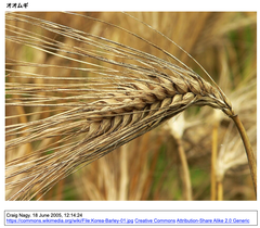 英国Rothamsted Researchが開発した遺伝子編集大麦が, 英国初の精密育種生物販売の承認を獲得