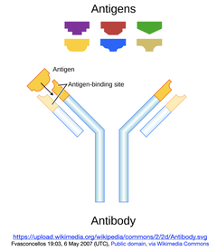 VDAC2の欠損が腫瘍破壊と炎症を誘発し、がん治療につながる