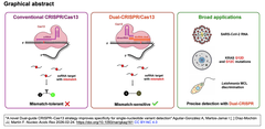 CRISPR-Cas13に２種類のガイドRNAを組み合わせることで、一塩基変異検出の特異性が向上