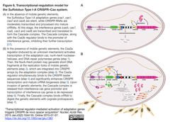 Type I-A CRISPR–Cas 2