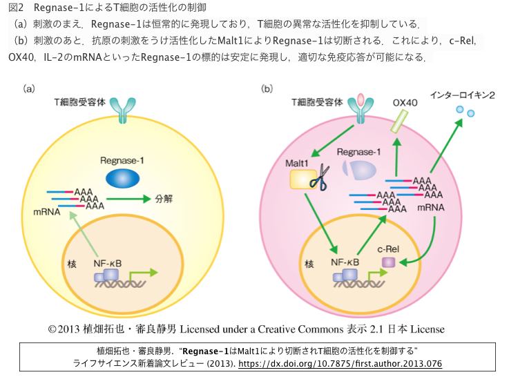 Regnase 1を欠損したcd8陽性t細胞集団は疲弊することなく戦い続ける Crisp Bio