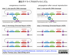 植物の遺伝子ドライブが初めて実現され、その持続的な雑草管理への展開が期待される