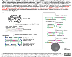 Schematic of CRISPR-guided single-molecule2019-02-13 22.45.56