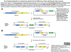 Targeted integration