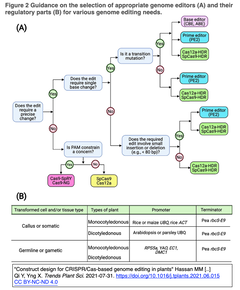 [レビュー] 植物ゲノム編集に最適なCRISPR/Casシステムの設計法