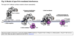 タイプIV-A CRISPR-Casシステム（IV-1とIV-A3）によるDNA干渉の構造基盤
