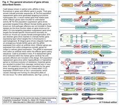 [総説] マラリアを媒介するハマダラカを研究し制御するためのCRISPR技術