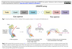 [レビュー] トランスポゾンにコードされたタイプI-F CRISPR-Casシステムの分子機構
