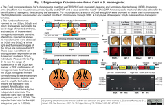 Y chromosome-linked Cas9
