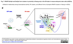 転写調節因子と転写活性のライブセルイメージングを実現するSTREAMING-tagシステム
