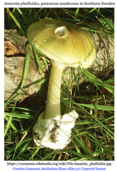 タマゴテングタケの毒性機構の解明と解毒剤の同定