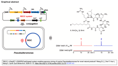海洋Pseudoalteromonas属細菌のゲノムマイニングによる新規天然物探索を可能にするRed/ET-CRISPR/Cas9系システム