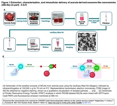 アセロラ由来のエクソソーム様ナノ小胞を介してCas9-sgRNA RNPの中枢神経系への送達を実現し脳内での病因遺伝子の編集を実現