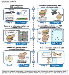出芽酵母の効率的な多重ゲノム編集を, 選択マーカーとPCRを利用したノックインとCRISPR-Cas9による選択マーカ除去を組み合わせることで実現