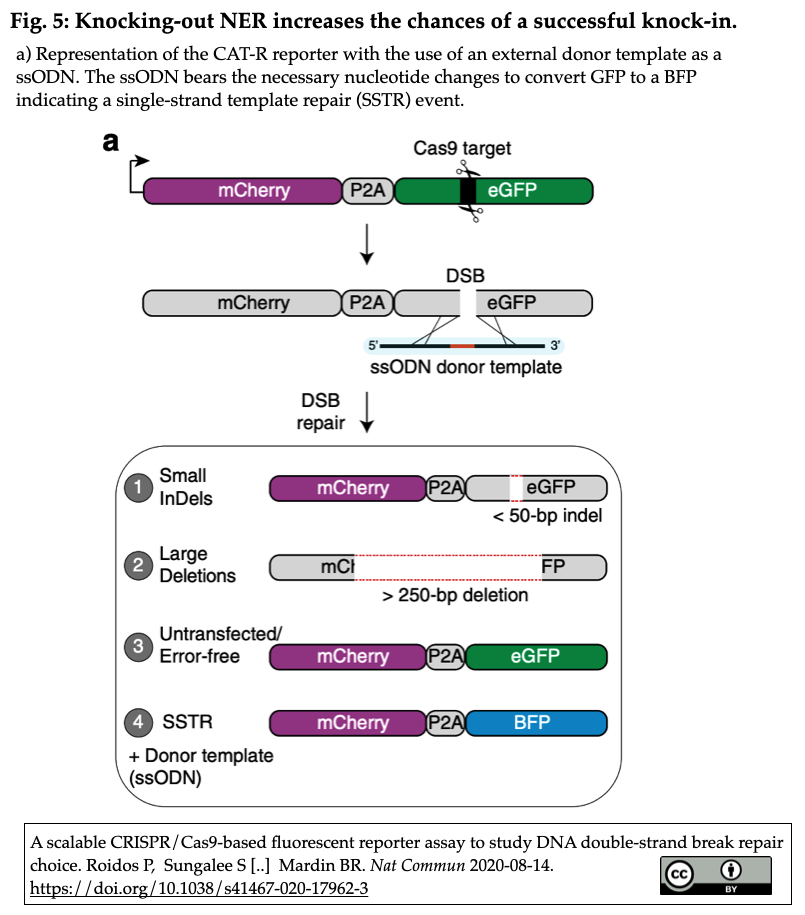 二本鎖DNA切断の修復結果を可視化するレポーターCAT-R : crisp_bio