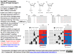 Incorporation of bridged nucleic acids -1