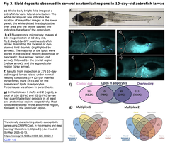 obesity-susceptibility genes