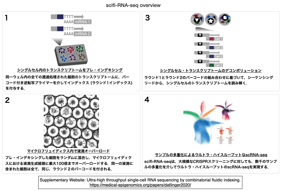 細胞と液滴の多重インデキシングを介して ウルトラ ハイスループットなsc Rna Seqとcrisprスクリーニングを実現 Crisp Bio