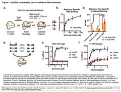 細胞内DNAシュレッダーとして機能するCRISPR-Cas12a2を医療用ツールとして使いこなす (1/2)