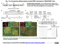 CRISPRメモ_2017/12/23（ALSマウス遺伝子治療；パーキン調節；レビュー２件）